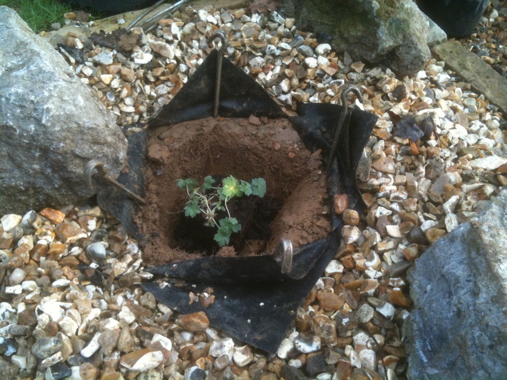 A stepbystep guide to planting through membrane to create a gravel garden