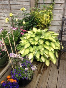 Potted plants with bright colours and foliage